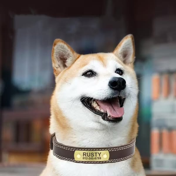Personalized Leather DOG Collar