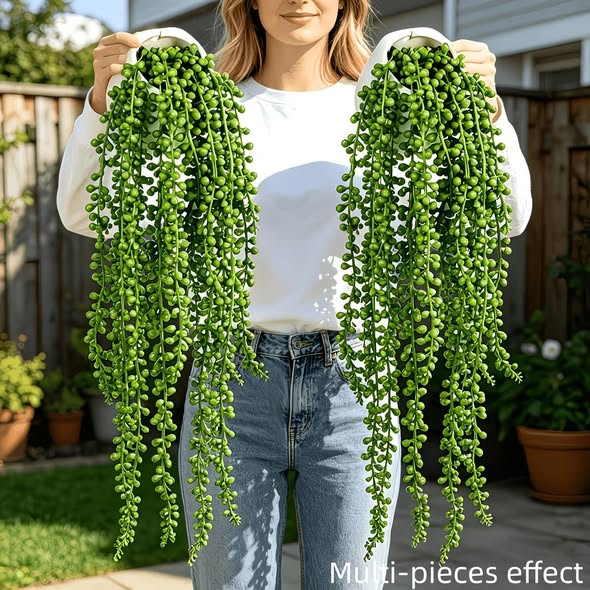 Weeping Rattan Vines